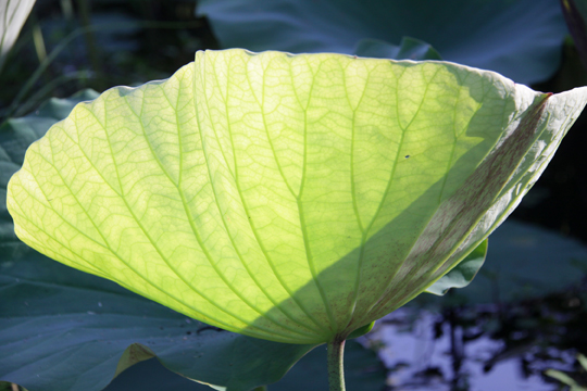 gr_Elephant ear_123