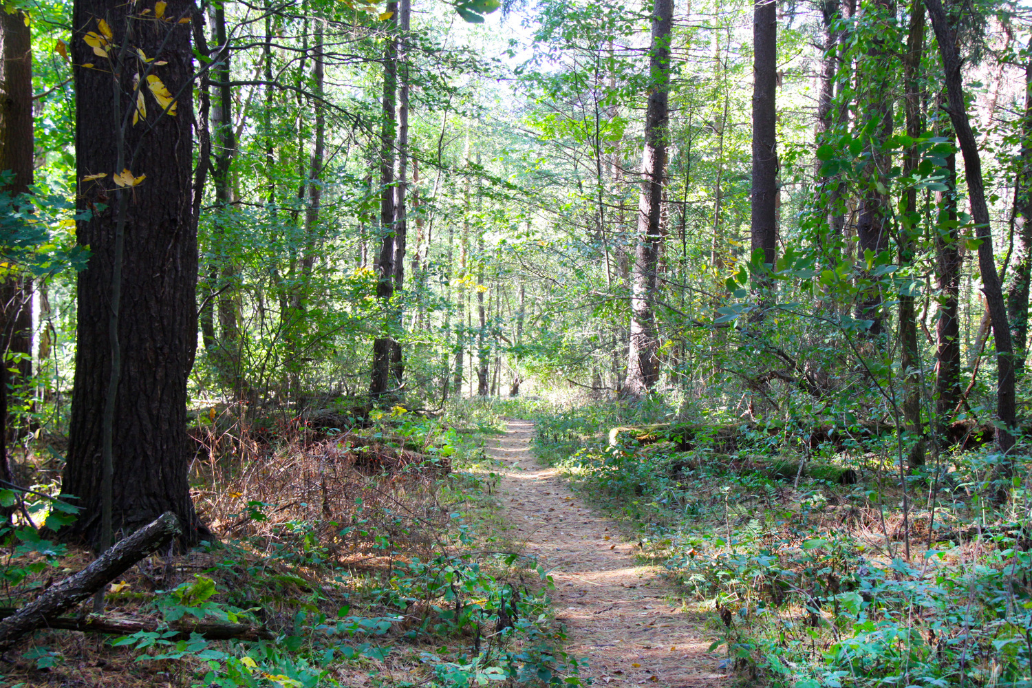 the Arb