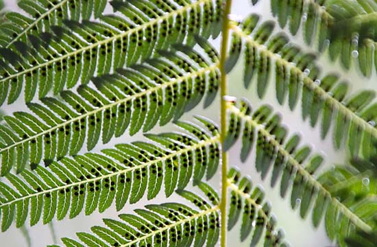 gr_fernnz_145
