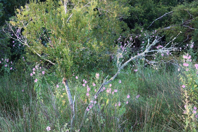 sc_flowers among the thorns_135