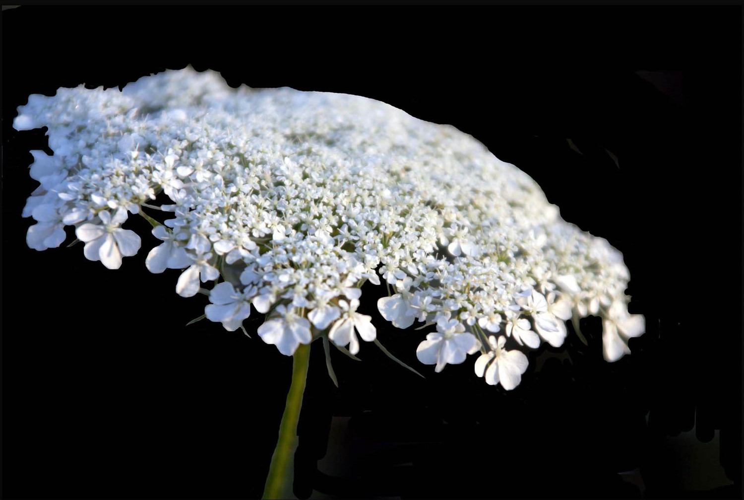 the queen lace