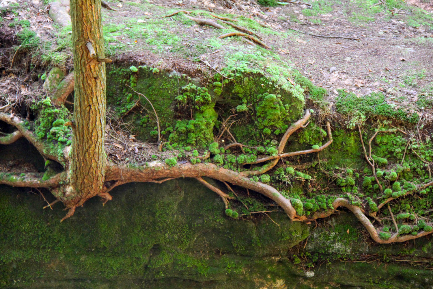 we find strength in our roots