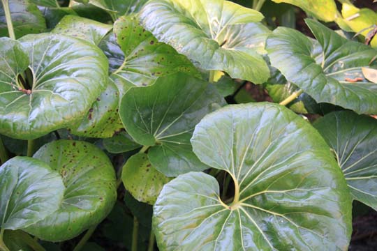 plant gallery-green