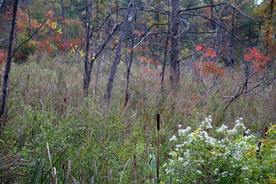 mi_Start of Fall_0446