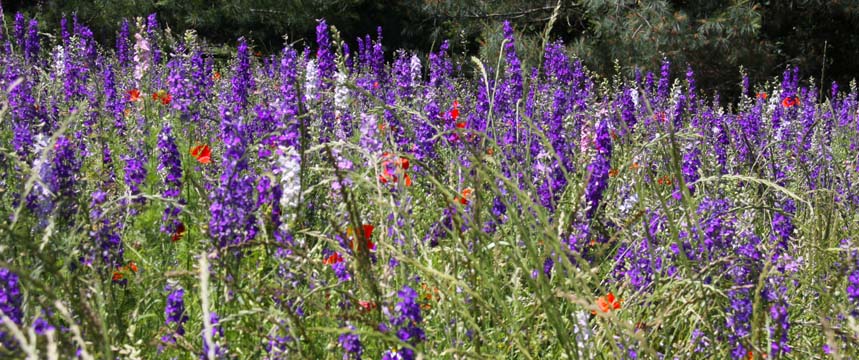 bpu_purplefield_008