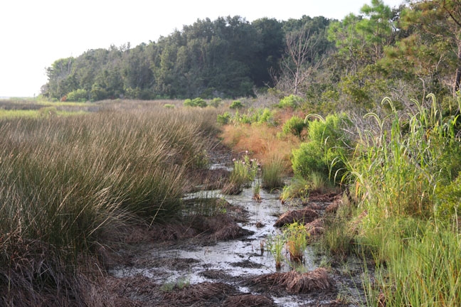 sc_the marsh_161