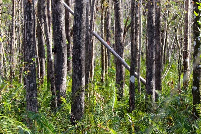 cypress woods_089