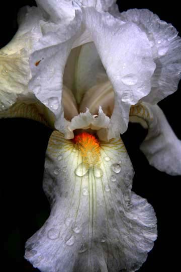 wh_Iris 047