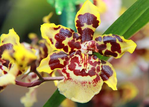 ye_orchid_013