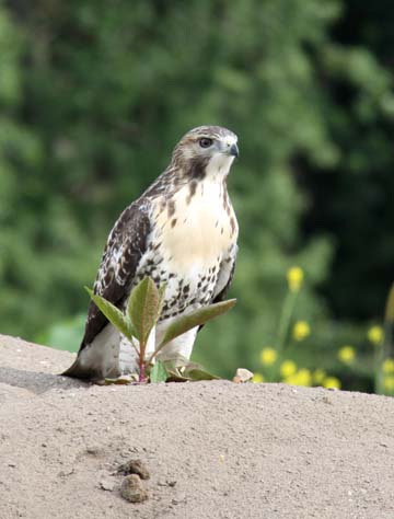 3_bi_young hawk_ 098