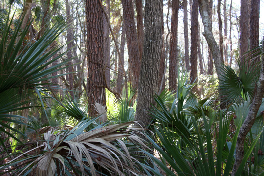 sc_the palms II_280