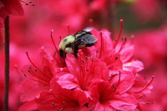 pin_collecting pollen_018