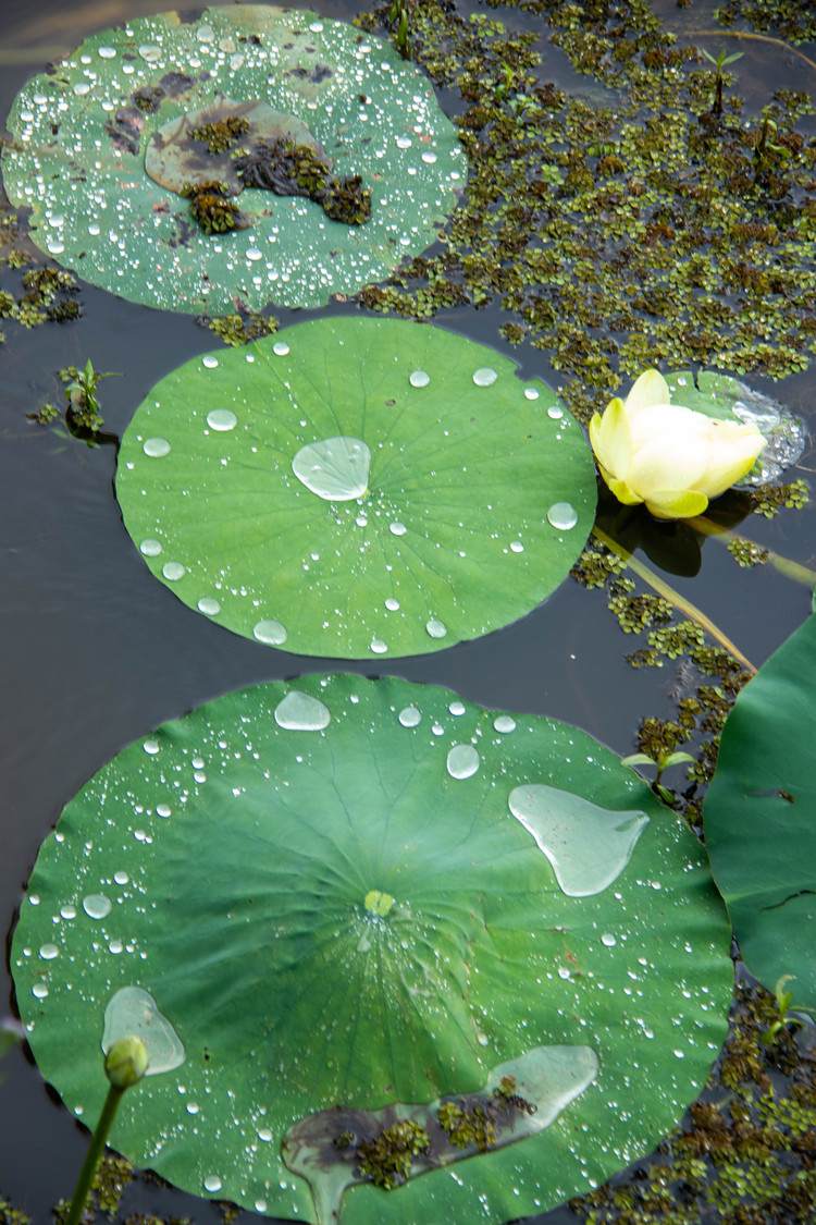 lilypads