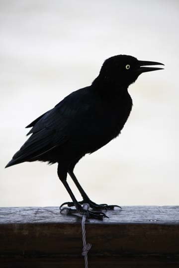 gallery of animals _birds