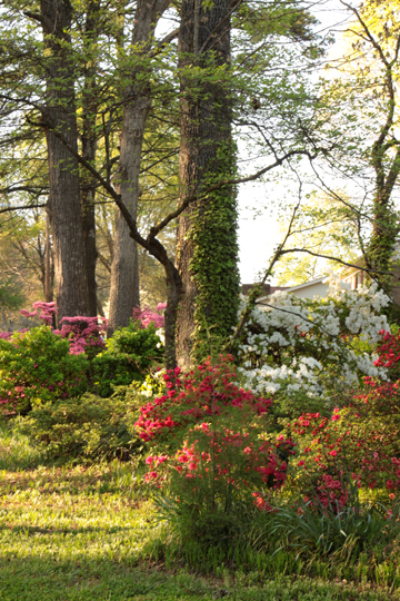 nc_Springtime_053
