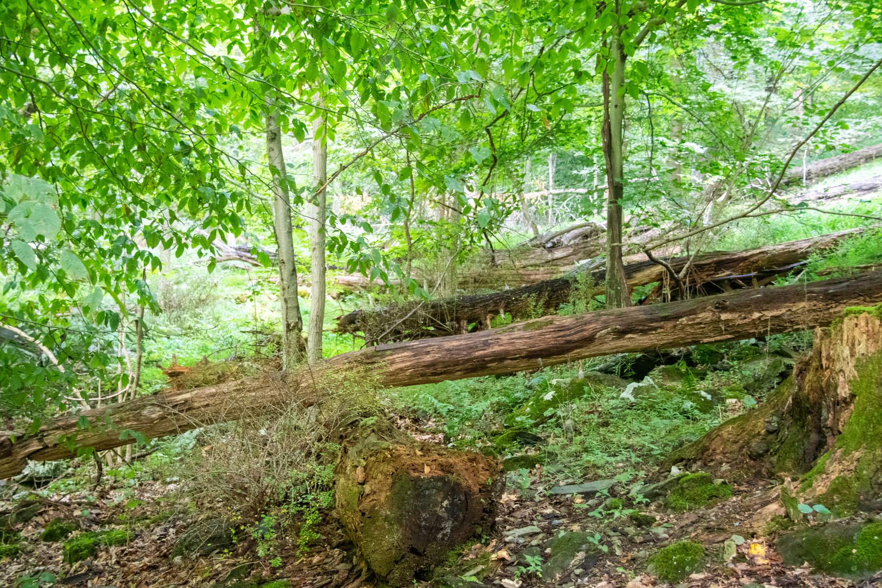 A walk inthe woods_7313