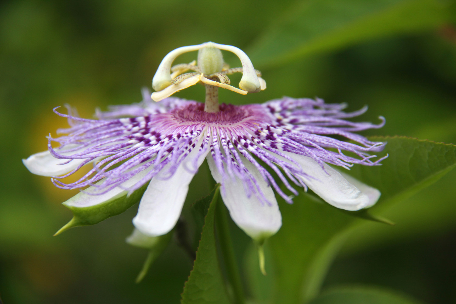 passion flower