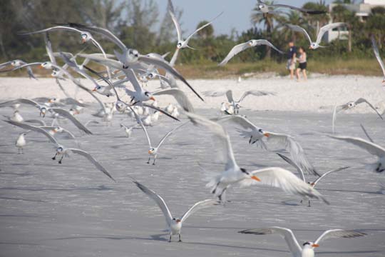 fl_taking flight_079