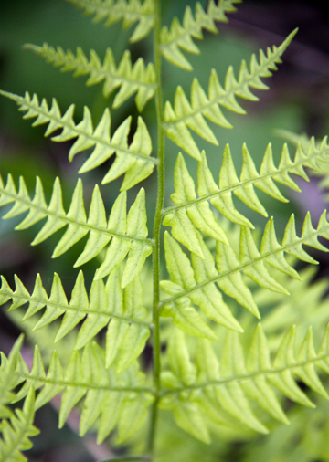 _gr_Ferns_ 137