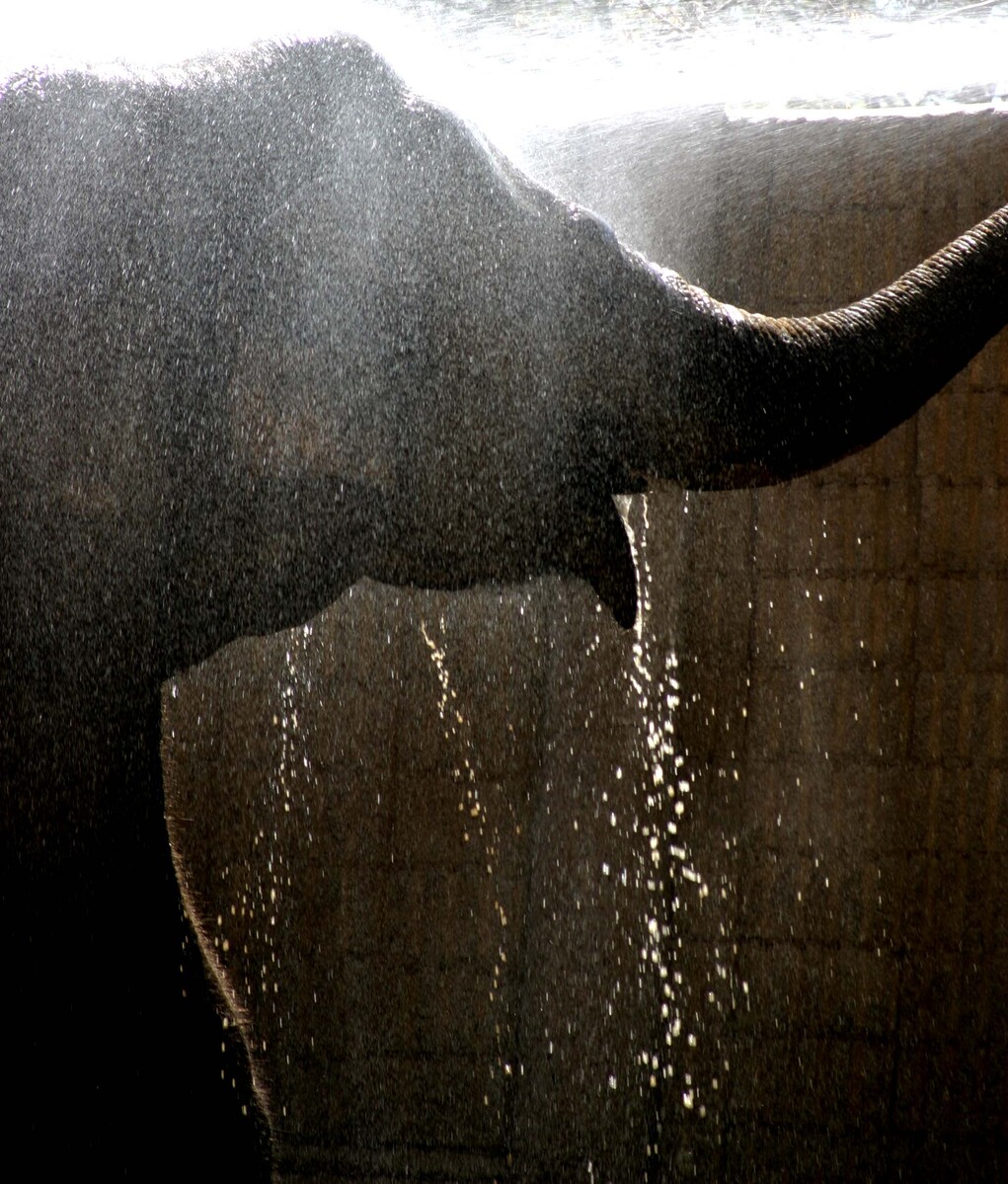 taking a shower