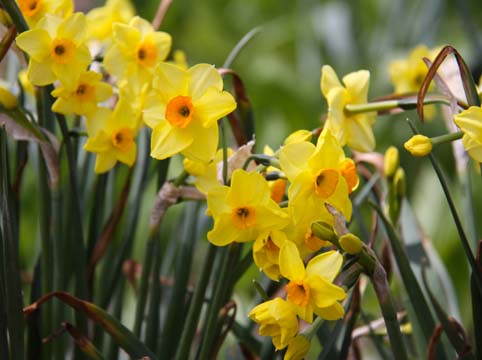 Ye_Yellow daffys_0068.