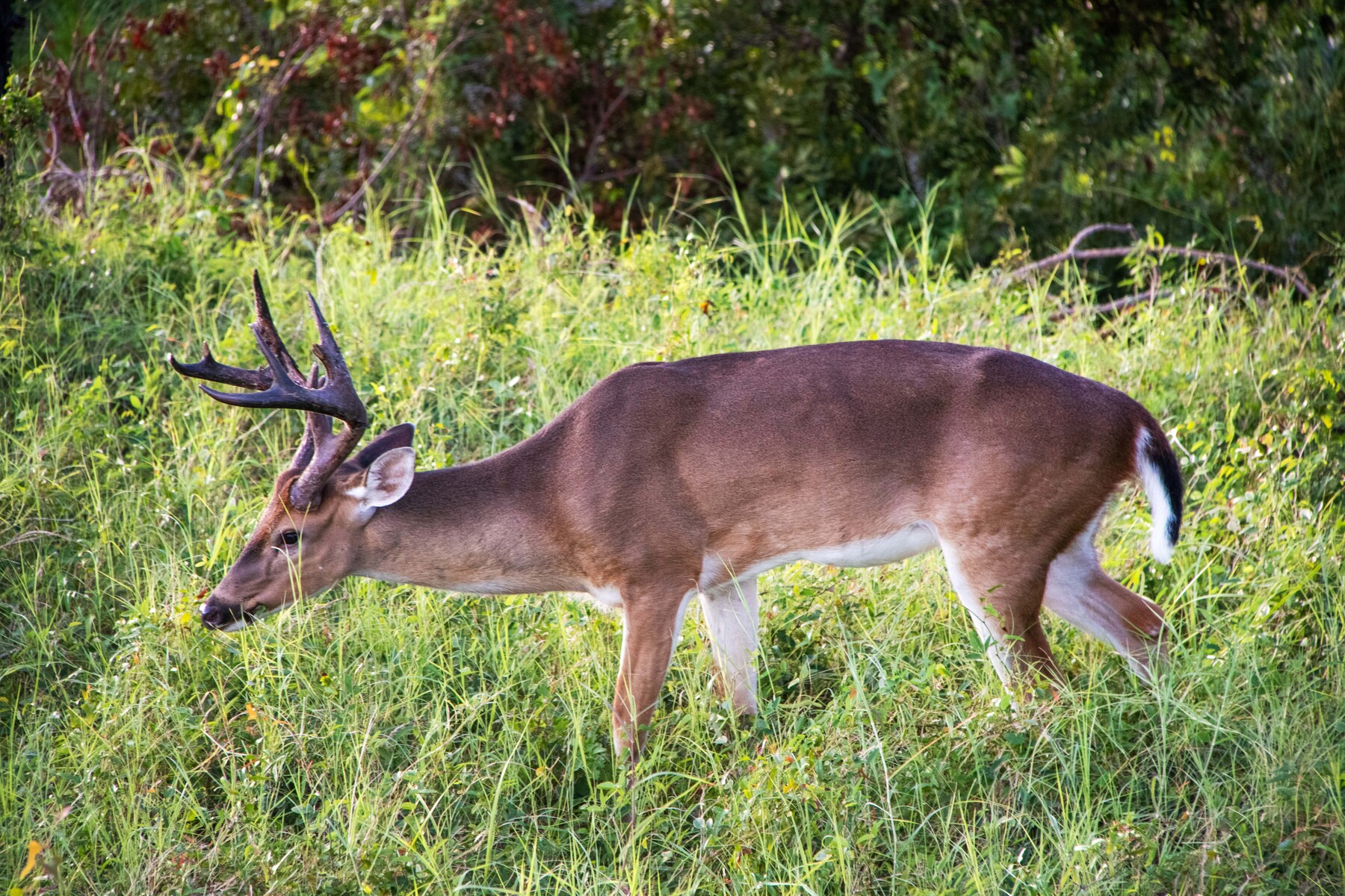 Buck at Tower