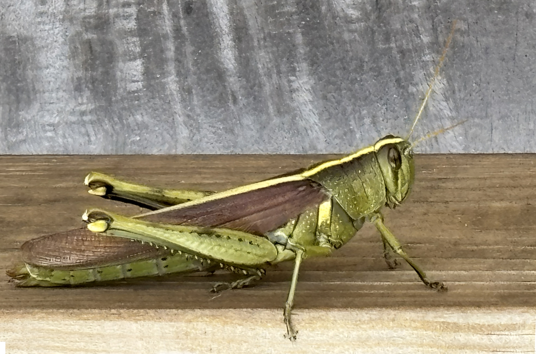 grasshopper