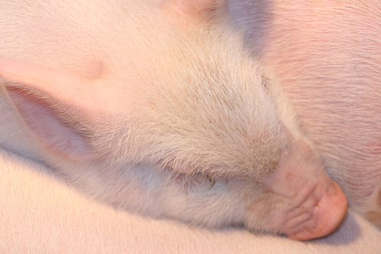 pi_Sleeping piglet.