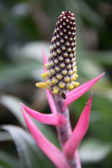pin_Bromiliad_183.