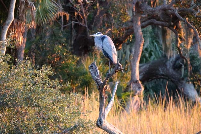 heron_024