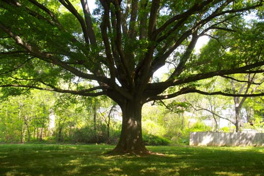 nc_Big Tree_ 116