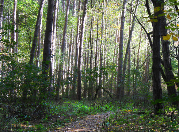 dense woods