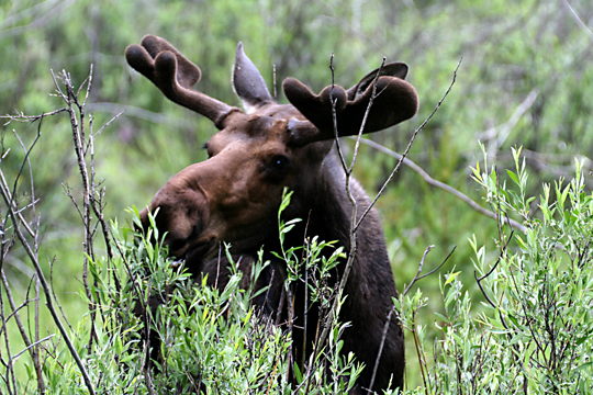 3_de_contented moose_1860