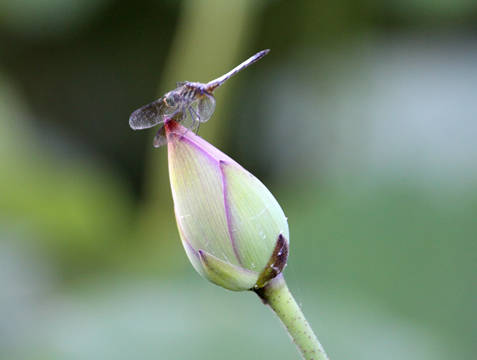 3_in_Dragonfly_ 291