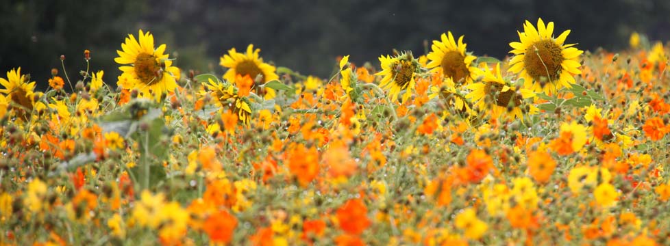 nc_Wildflowers and Sunflowers072