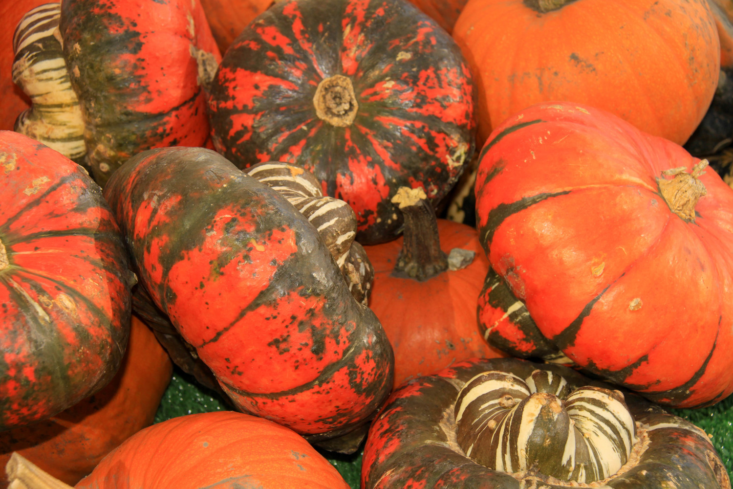 gourds