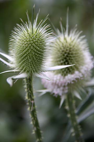 gr_Thistle_0035