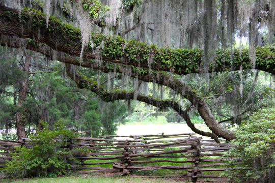 sc_Live Oaks reaching_ 290