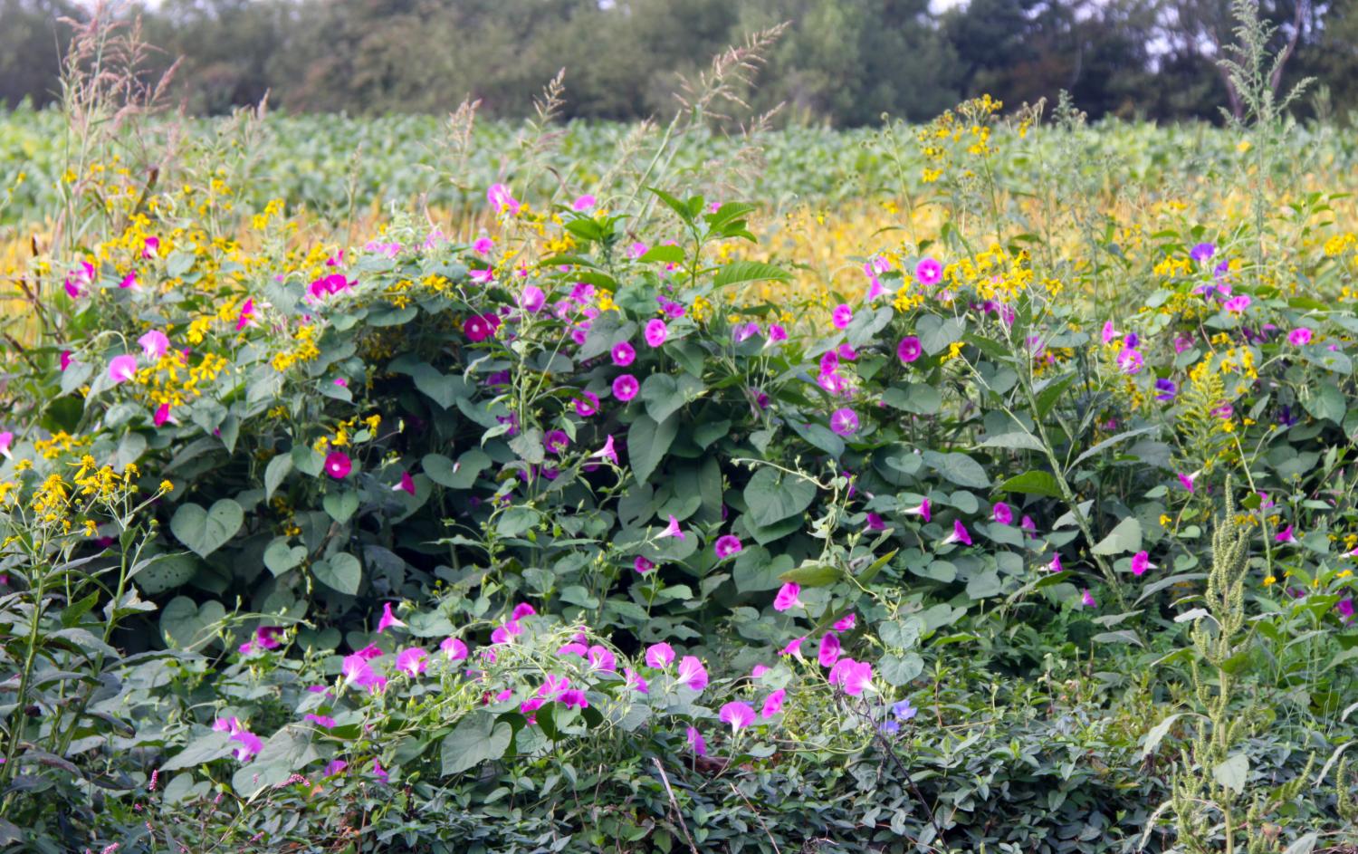 va_morning glories_063