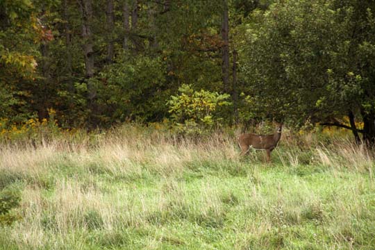 mi_Buck in the backyard_0486