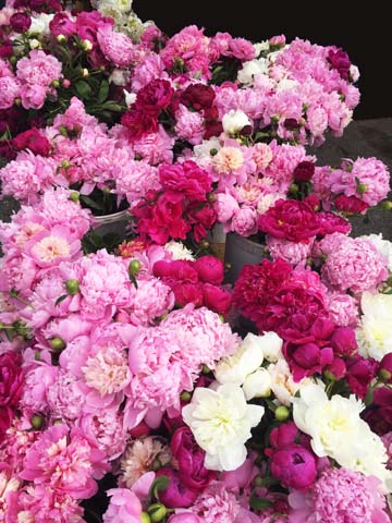 plants gallery- pinks