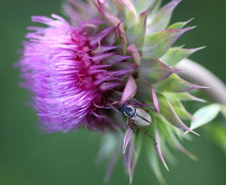 bpu_thistle and the beetle_ 005