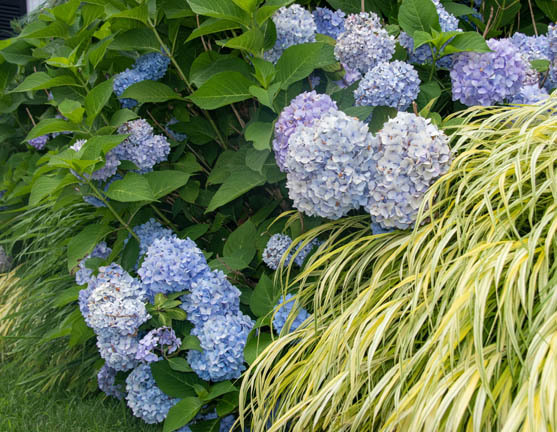 hedge 7116