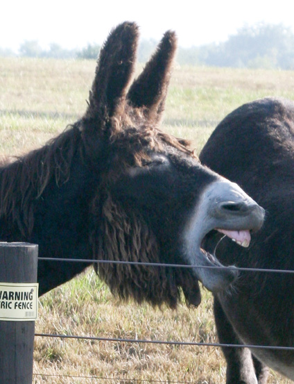 dk_laughing