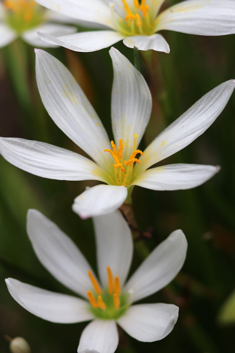 spring beauties