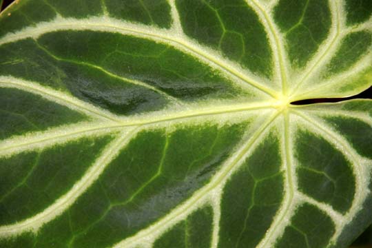 gr_greenleaf 038