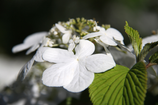 wh_Verbena_11