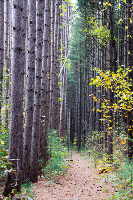 mi_tall trees_229