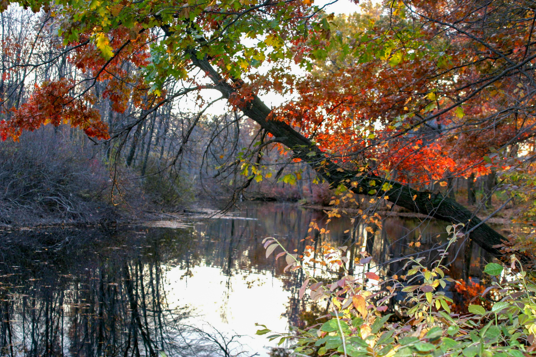 Farmington creek