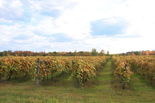 mi_vinyard_4416